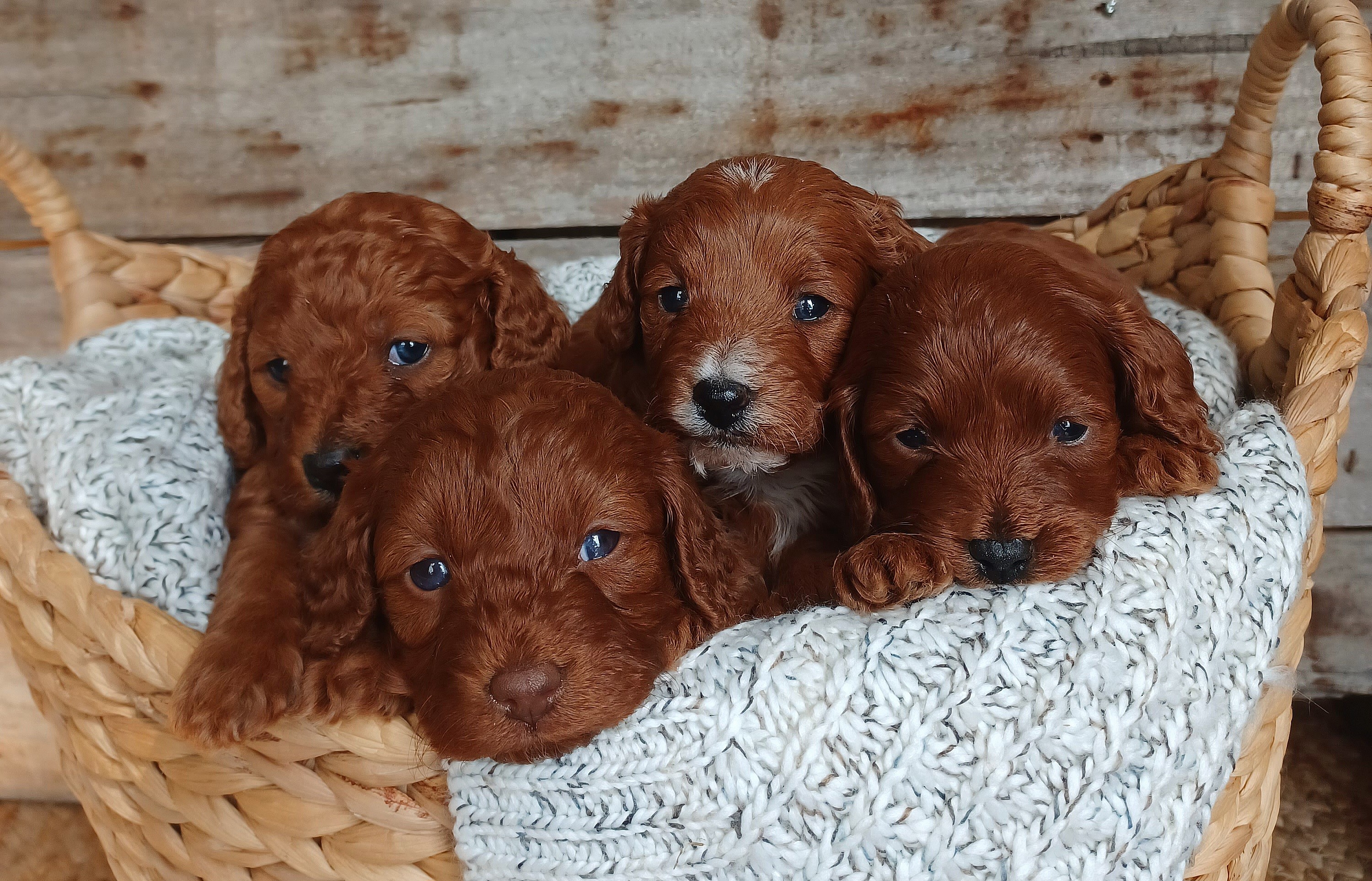 SUN VALLEY PUPPIES – Family Raised Red Cavapoo Puppies